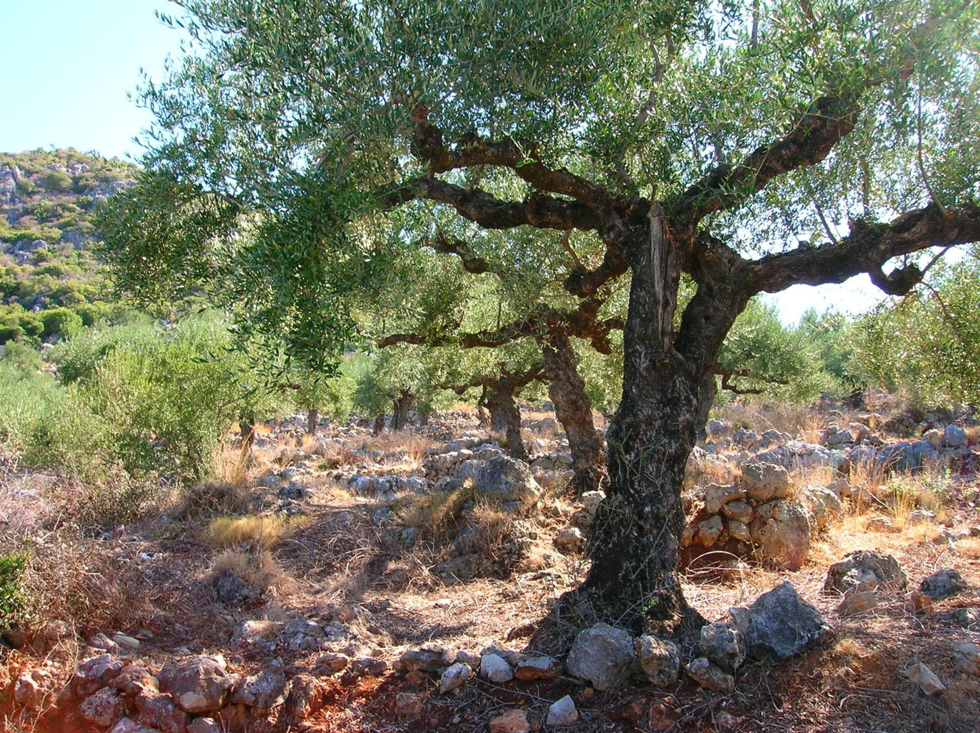 Olivos